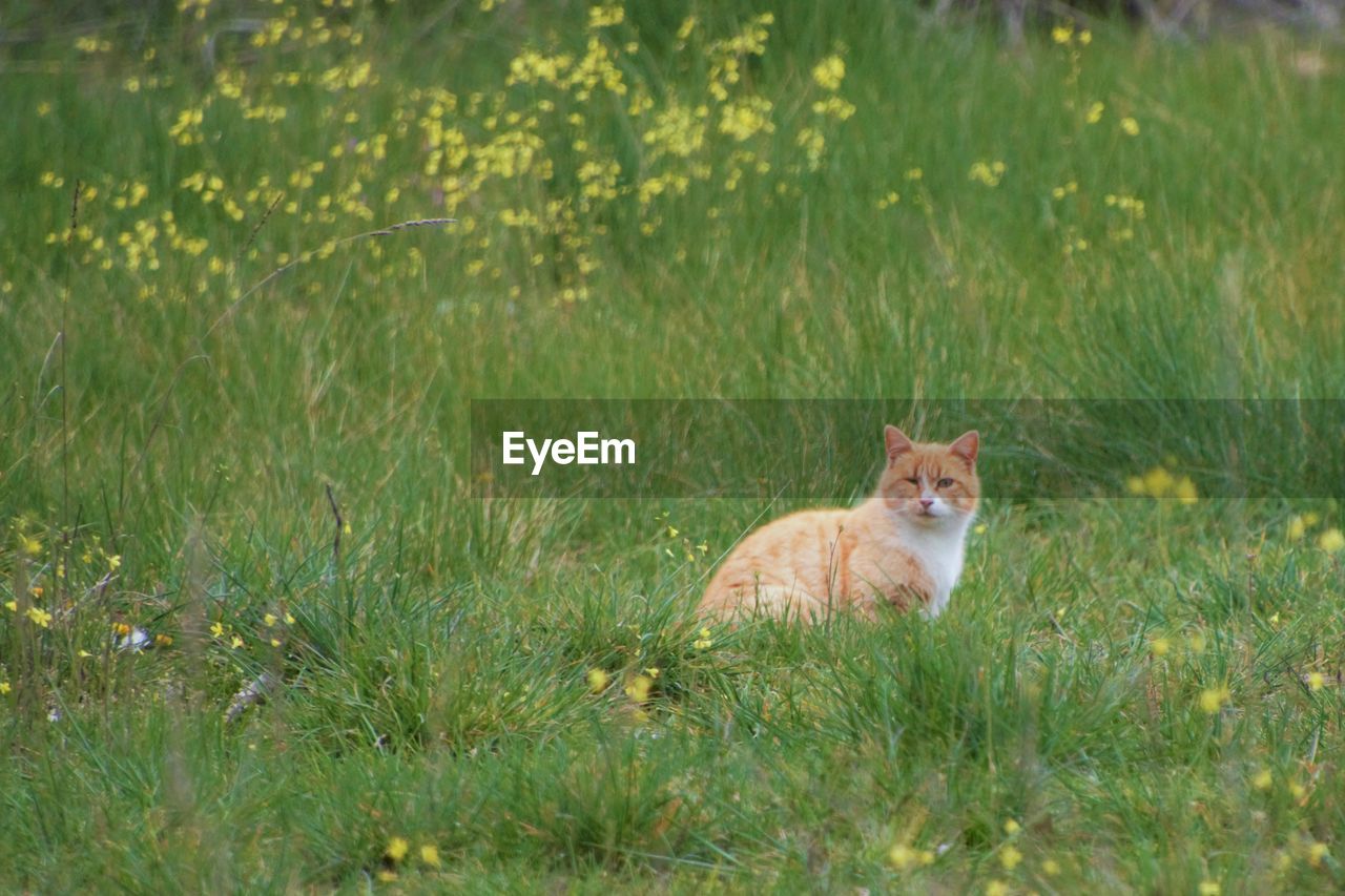 PORTRAIT OF CAT SITTING IN GRASS