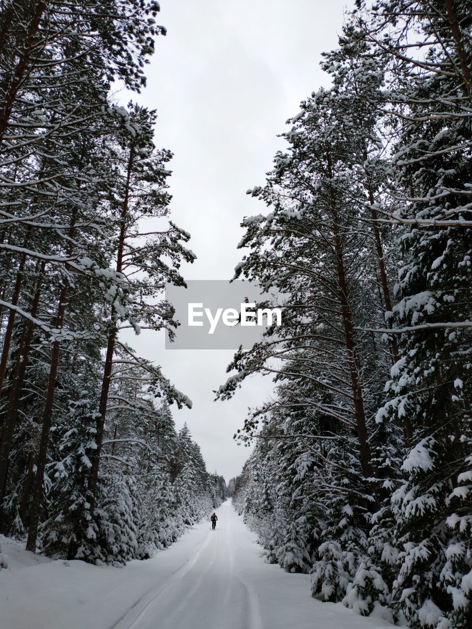 Cycling in a snowy forest.