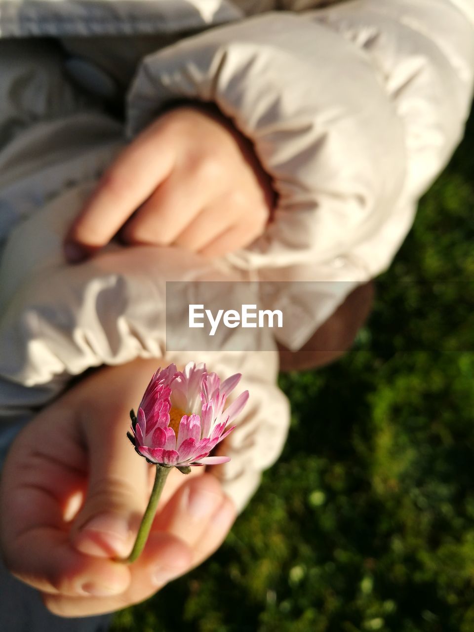 Cropped hand holding flower