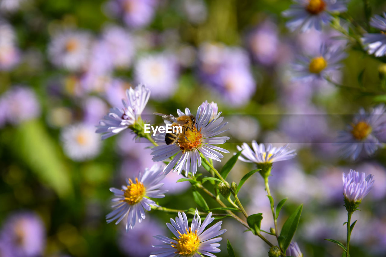 flower, flowering plant, plant, freshness, beauty in nature, nature, fragility, close-up, animal wildlife, animal themes, flower head, purple, growth, animal, meadow, macro photography, insect, no people, petal, food, botany, summer, aster, environment, focus on foreground, outdoors, selective focus, inflorescence, wildflower, food and drink, blossom, one animal, springtime, daisy, field, yellow, herb, sunlight, day, multi colored, medicine, plain, wildlife, environmental conservation