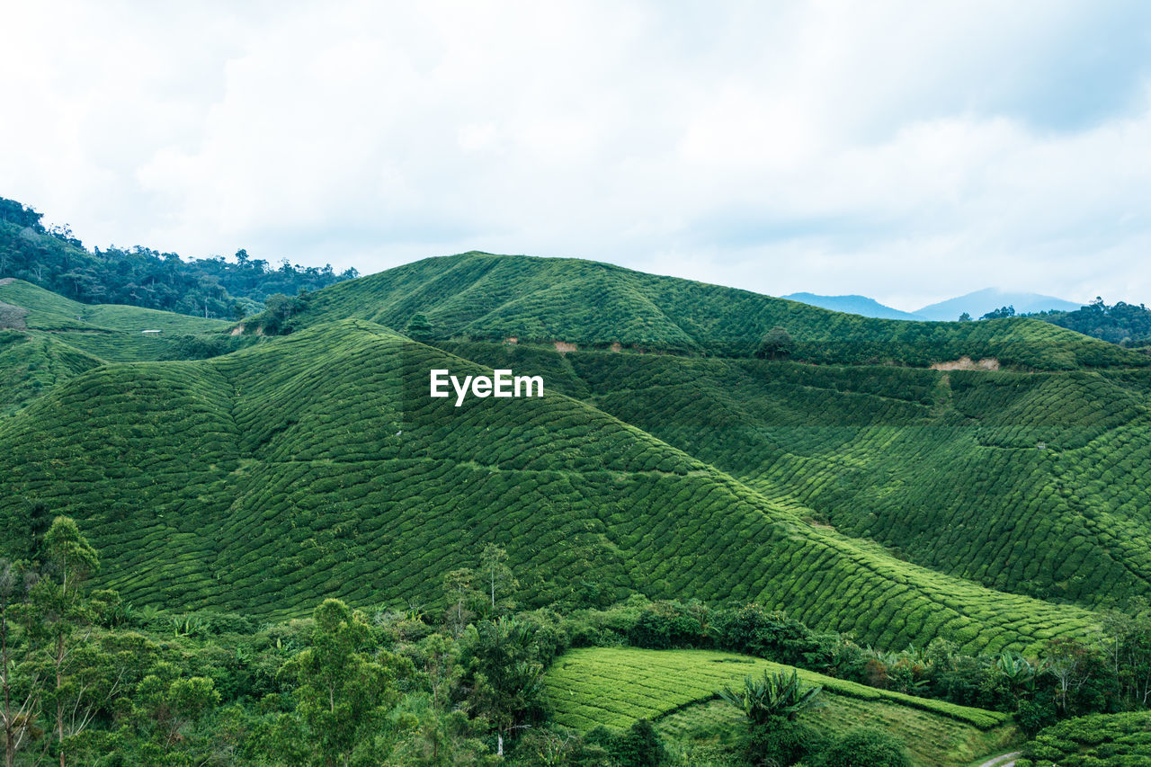 SCENIC VIEW OF AGRICULTURAL LANDSCAPE AGAINST SKY