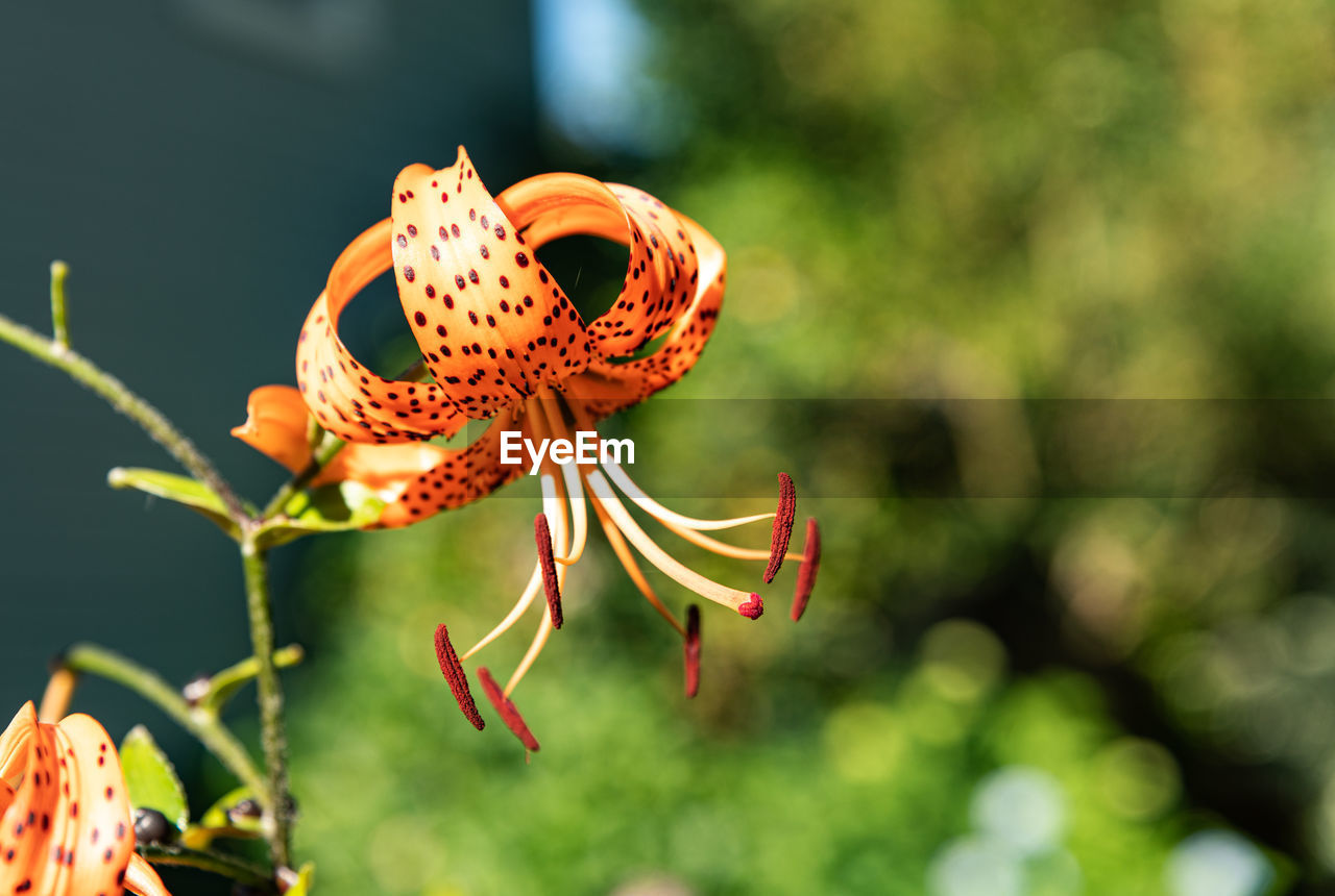 CLOSE-UP OF ORANGE FLOWER