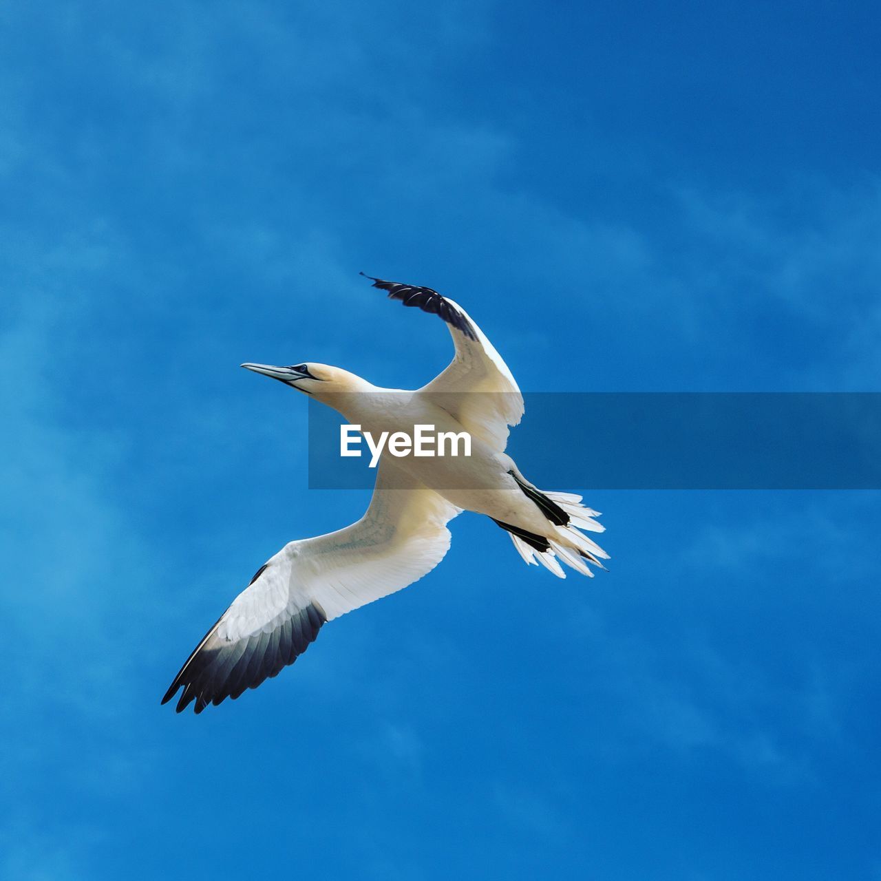 Low angle view of gannet flying against sky