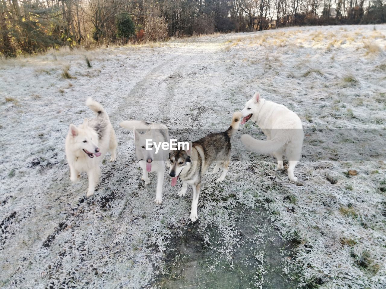 HIGH ANGLE VIEW OF DOGS ON GROUND