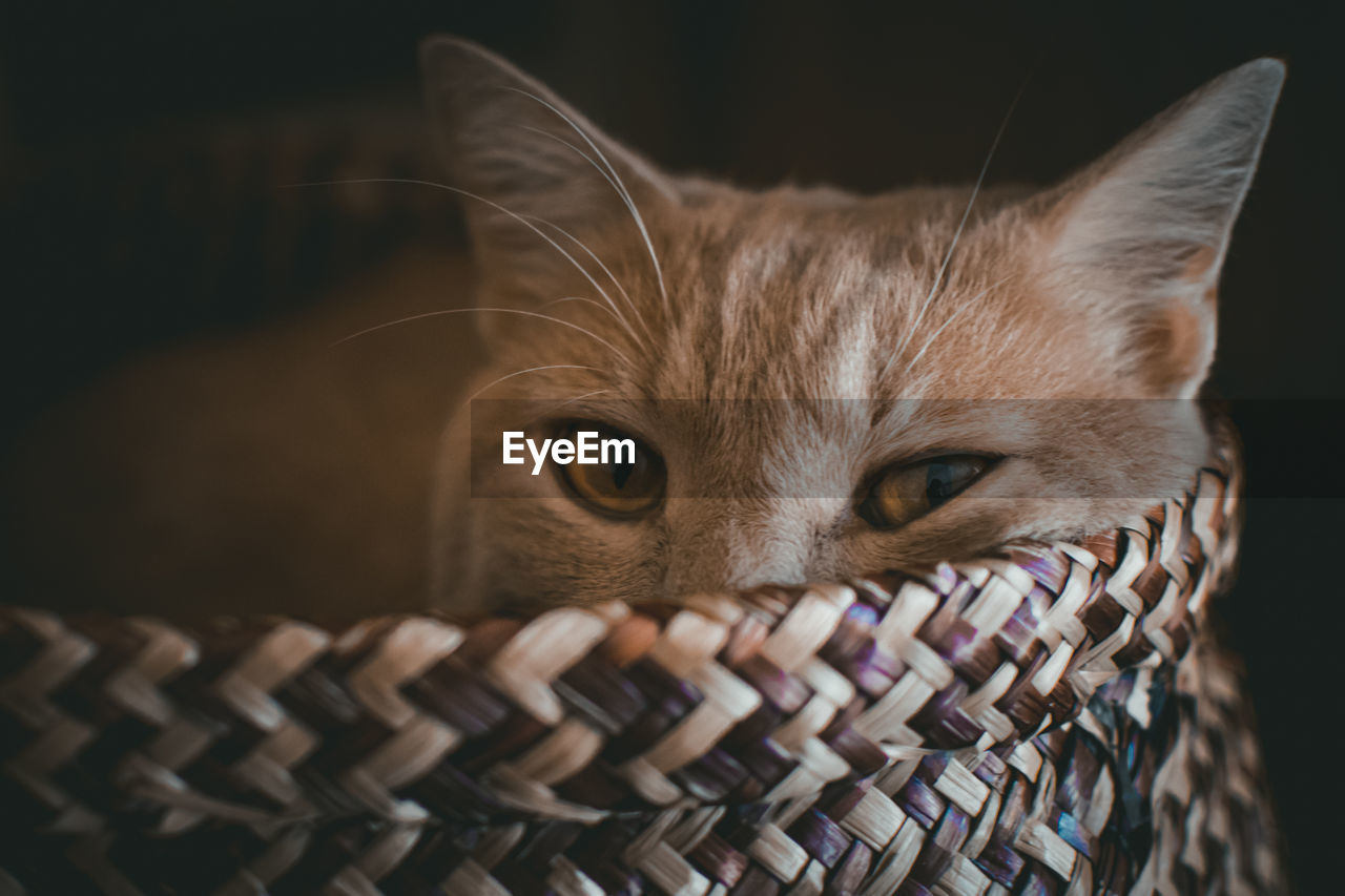 CLOSE-UP PORTRAIT OF A CAT IN WICKER BASKET