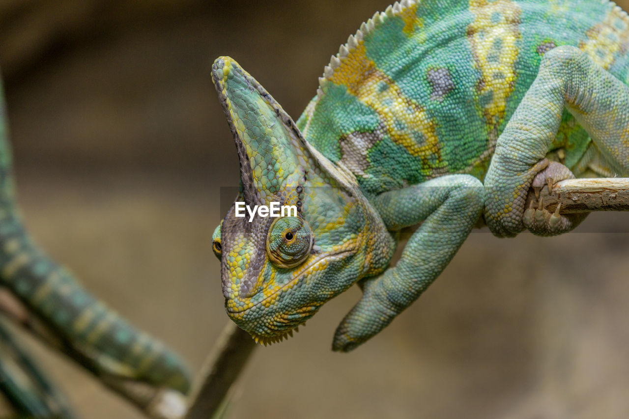 Close-up of chameleon on stem