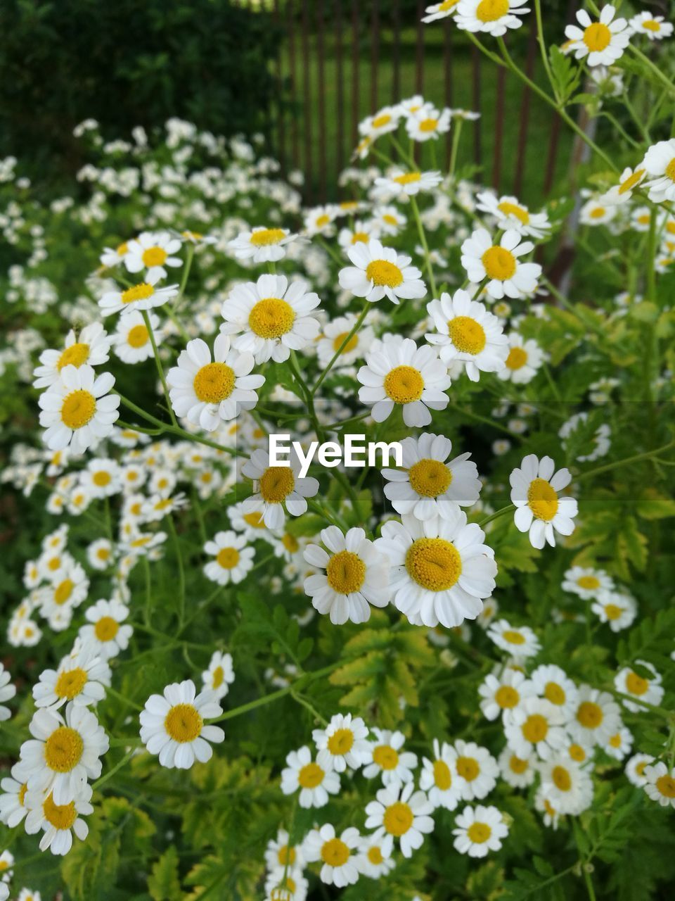 CLOSE-UP OF DAISY FLOWERS