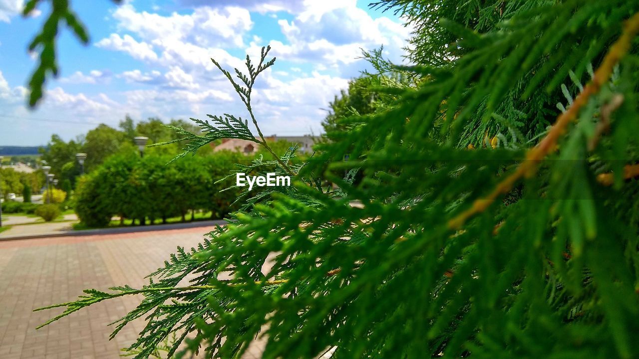 CLOSE-UP OF PINE TREE WITH GREEN PLANTS