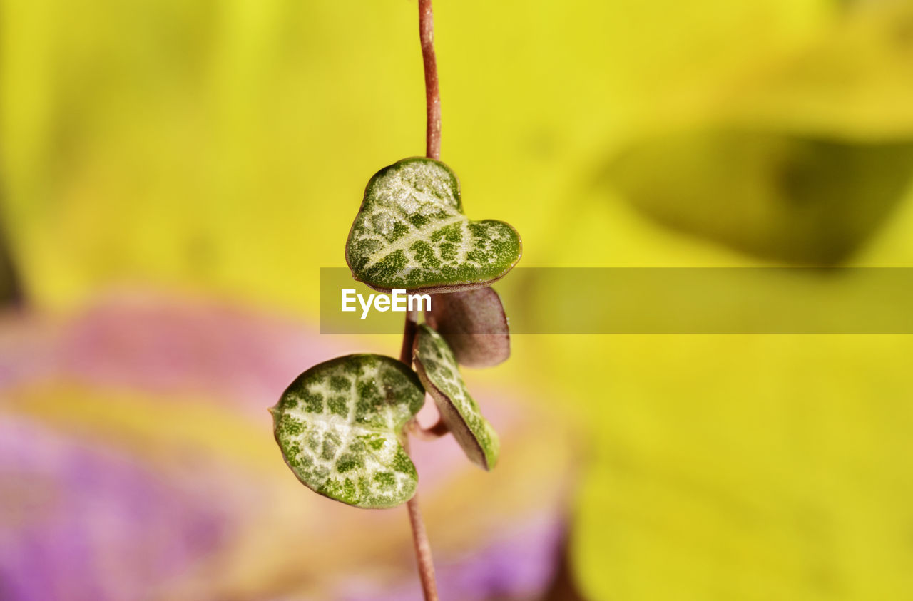  leaves of ceropegia woodii also called chain of hearts , evergreen plant 