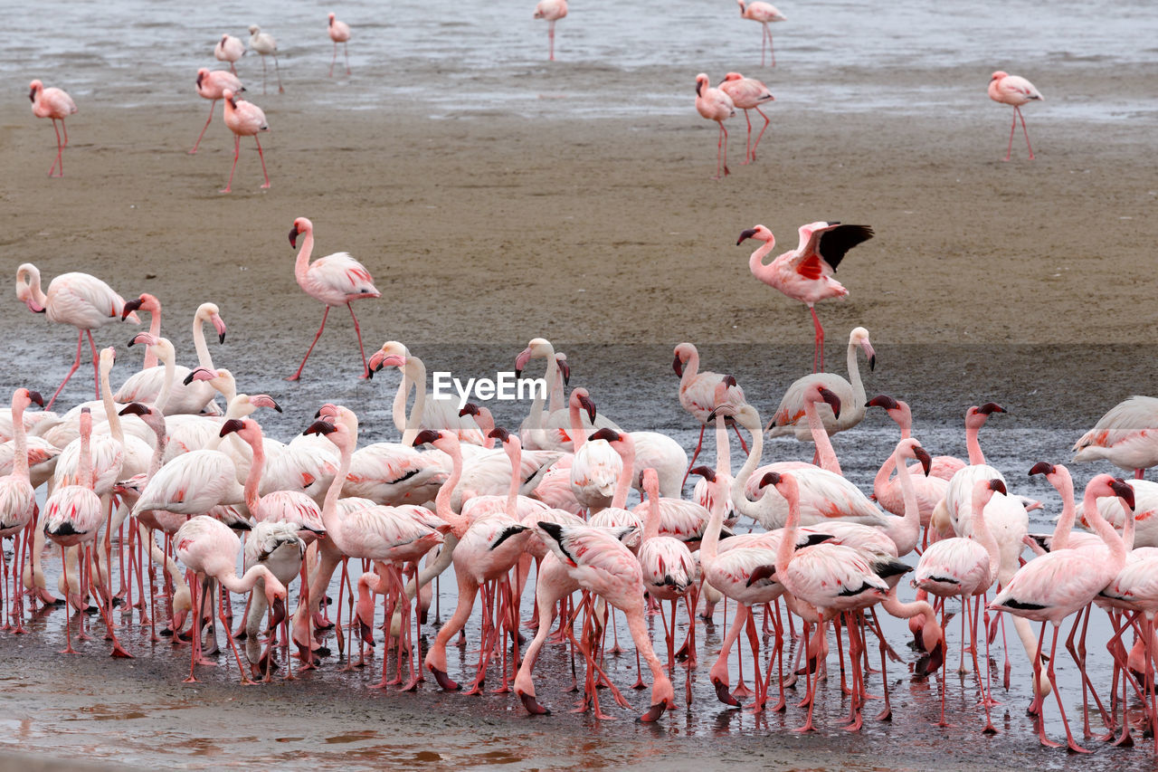 BIRDS IN LAKE