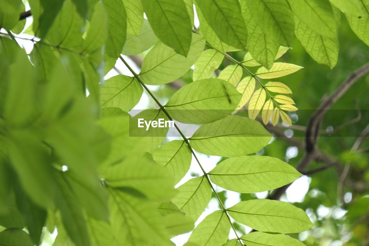 CLOSE-UP OF LEAVES