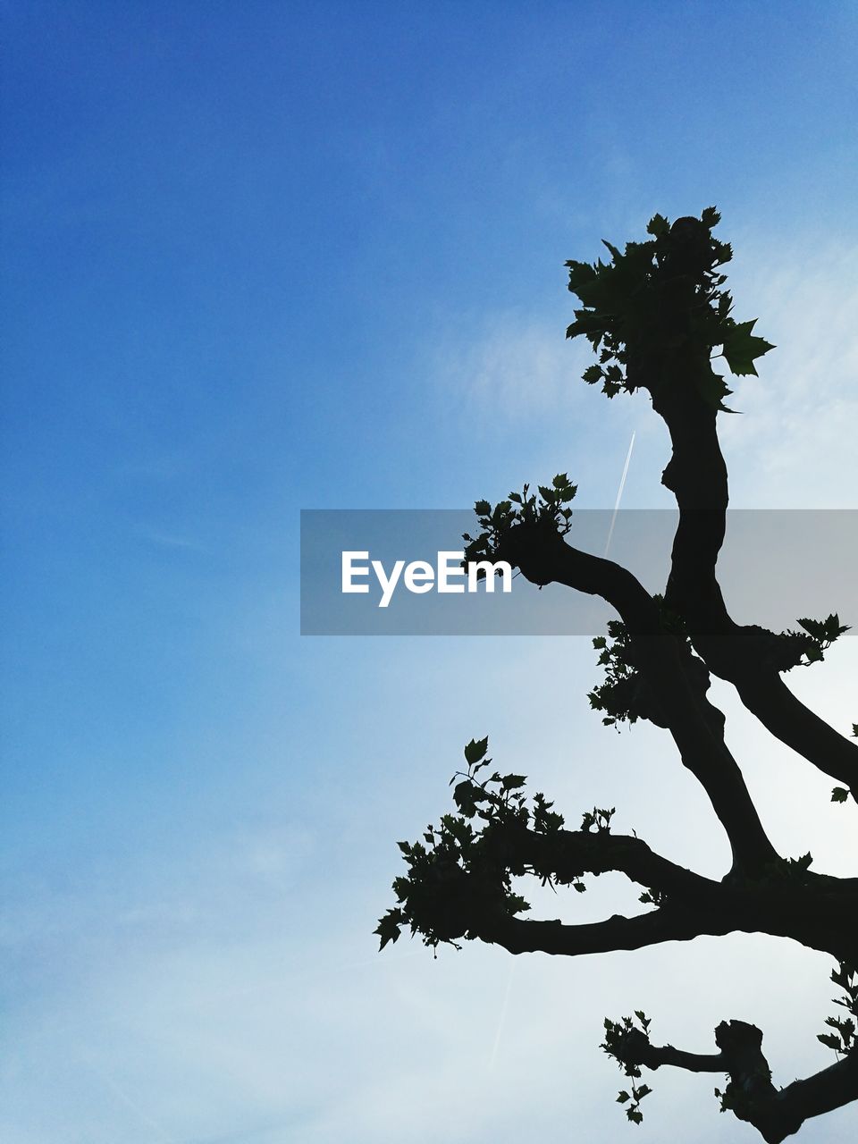 Low angle view of tree against sky