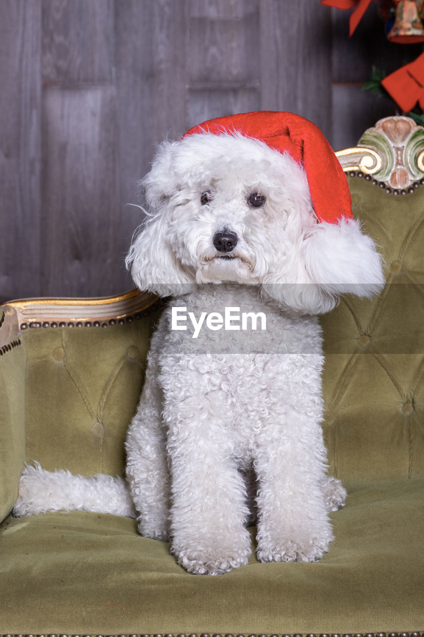 White poodle dog in christmas set