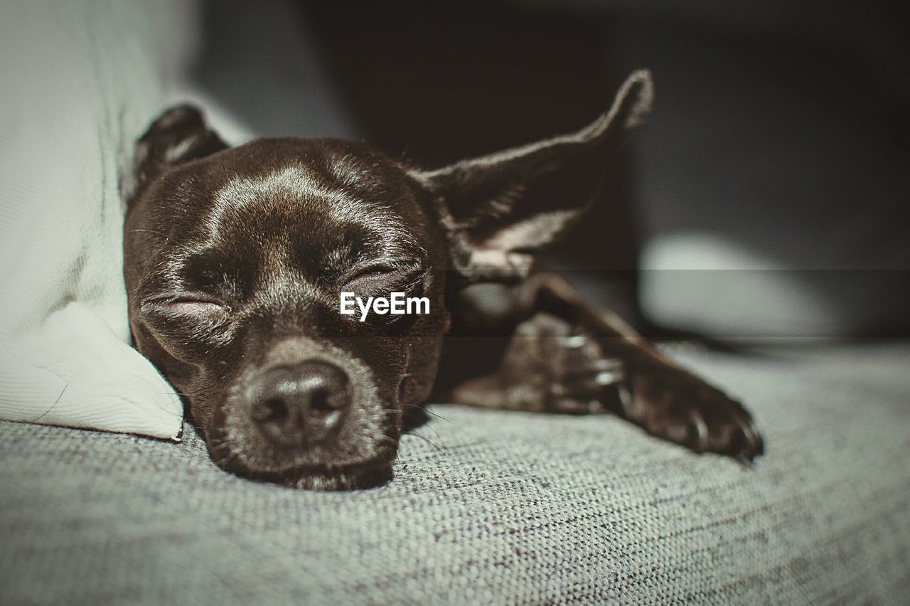 Close-up of chihuahua puppy sleeping on sofa at home