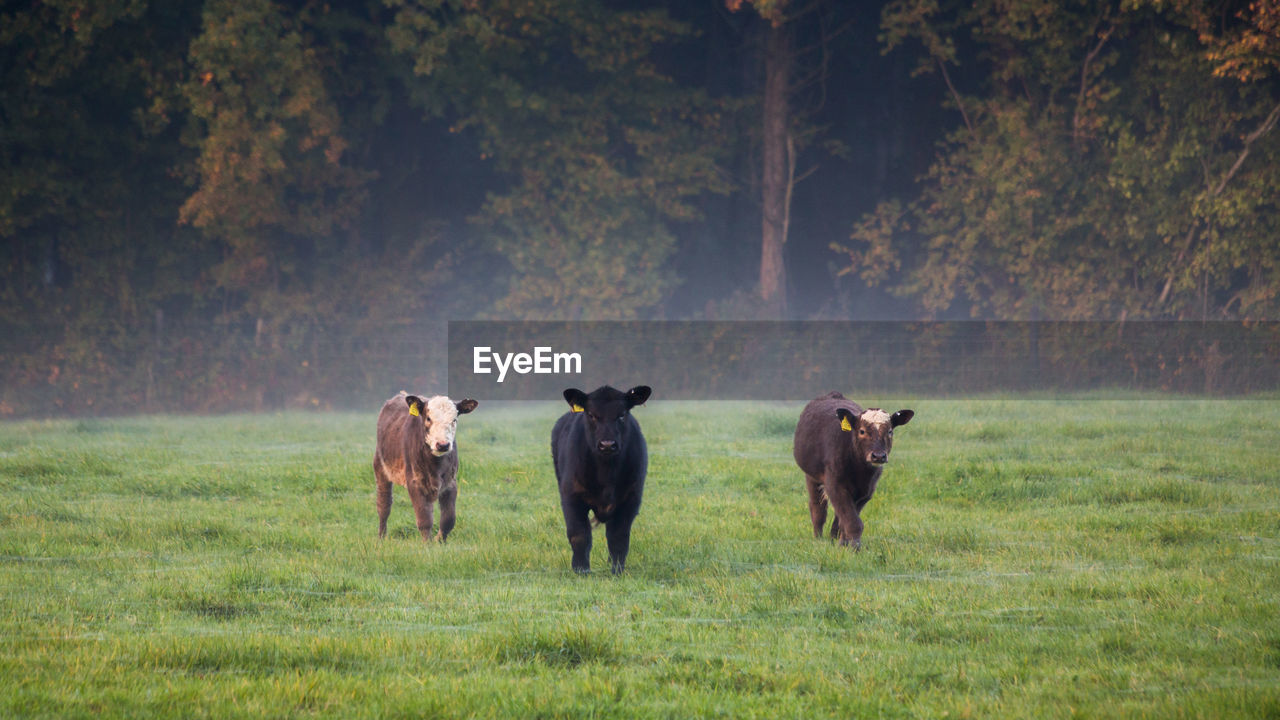 Cows standing in a field