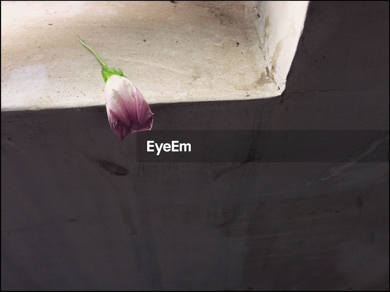 CLOSE-UP OF FLOWER GROWING OUTDOORS