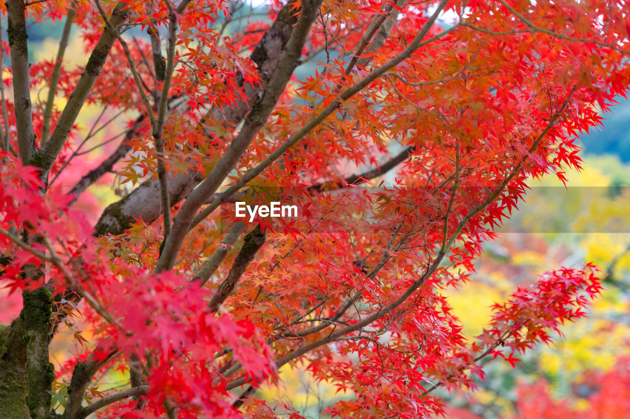 Low angle view of maple tree against orange sky