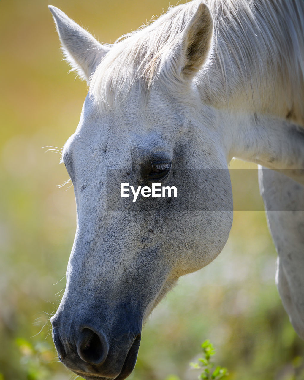 close-up of white horse