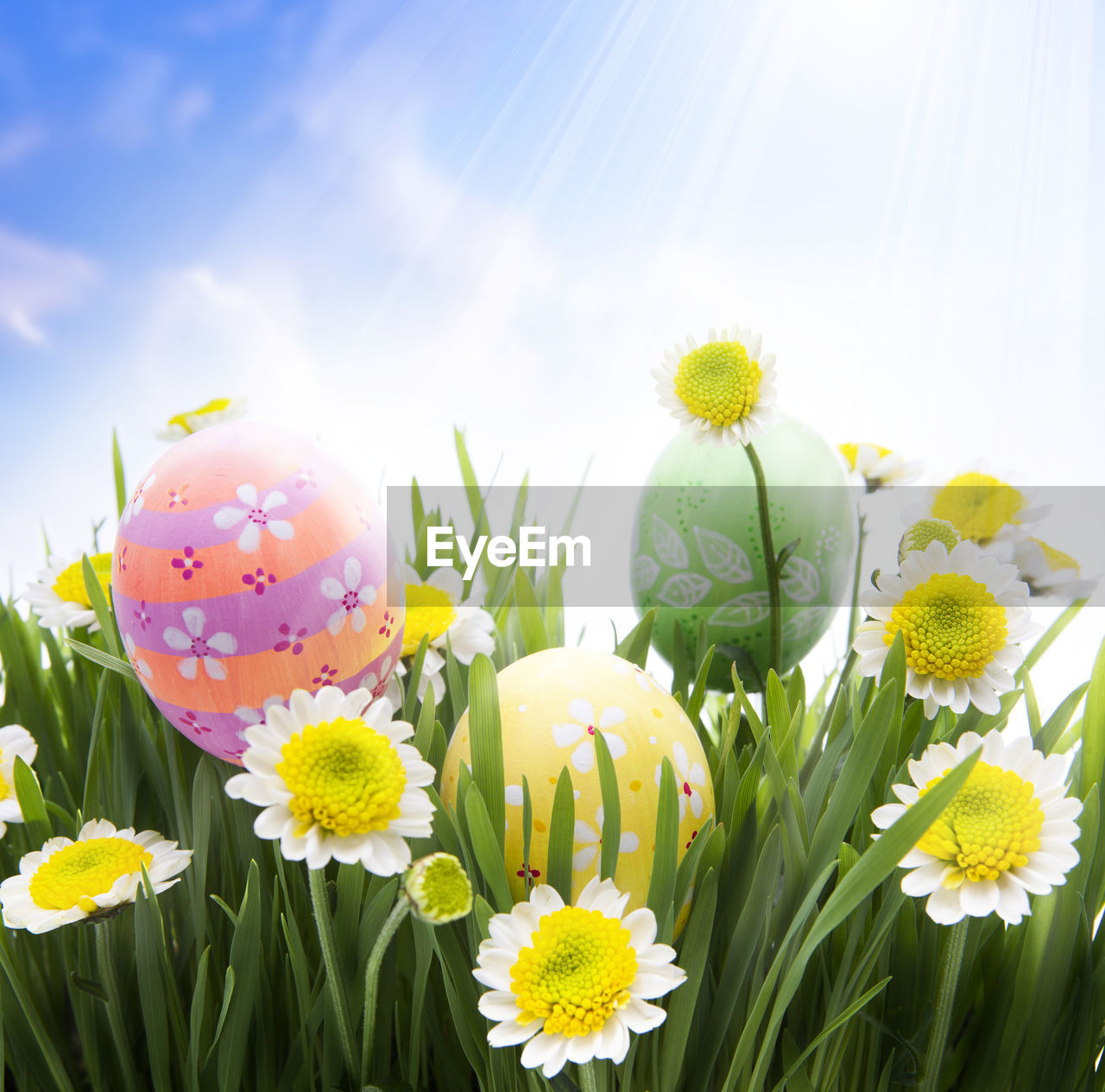Close-up of colorful easter eggs amidst white flowers against sky