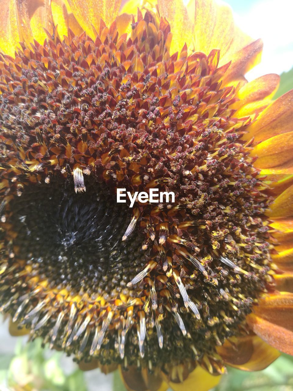 CLOSE-UP OF HONEY BEE ON SUNFLOWER