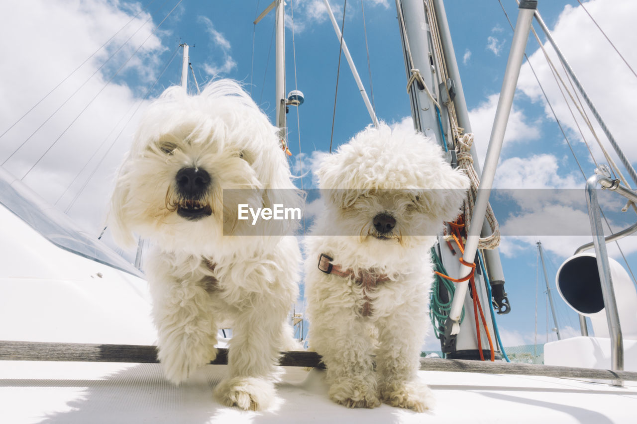 From below of white fluffy bichon frise dogs looking at camera while standing on board of yacht on sunny day on lanzarote