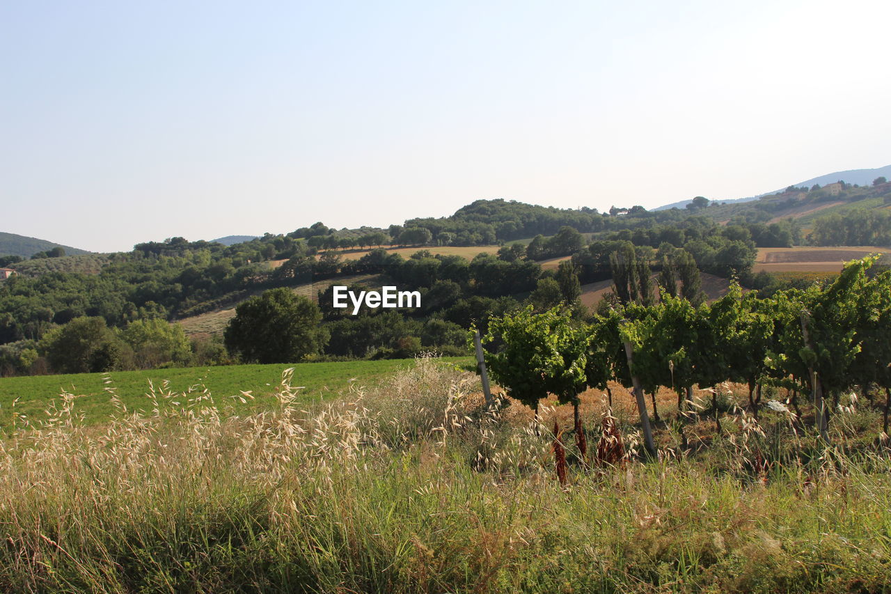 Scenic view of field against clear sky