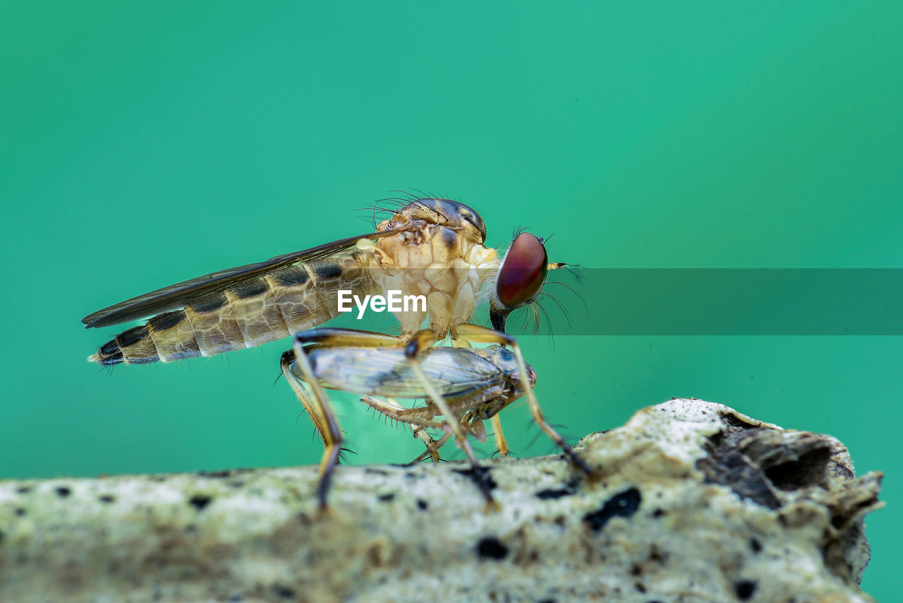 close-up of insect on tree