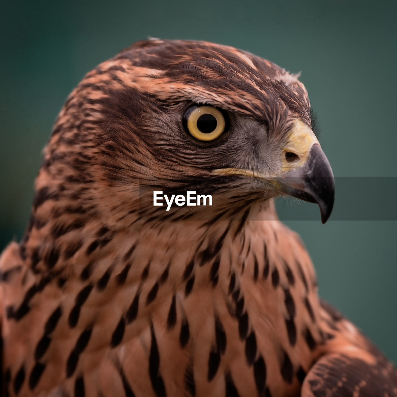 Bird of prey staring