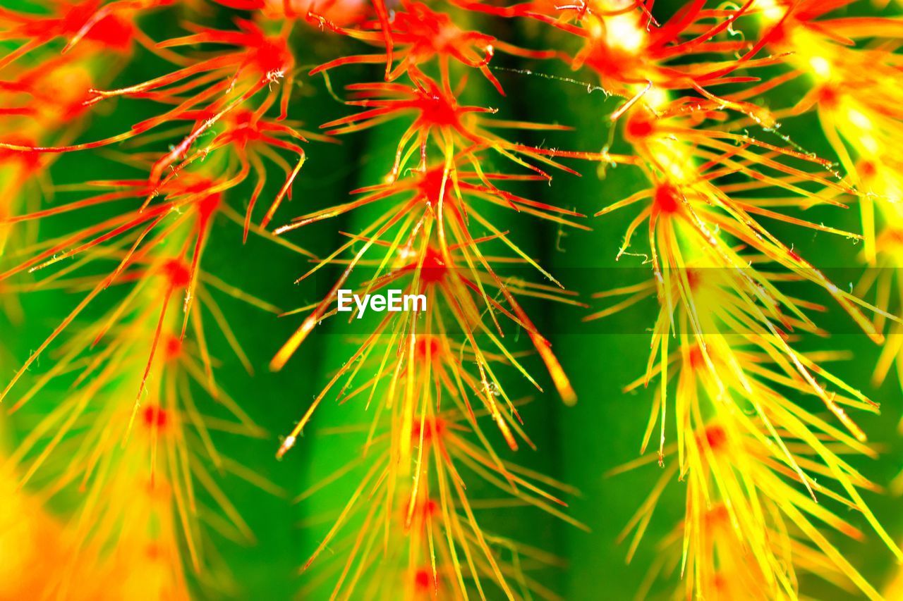 Full frame shot of spiked cactus plant
