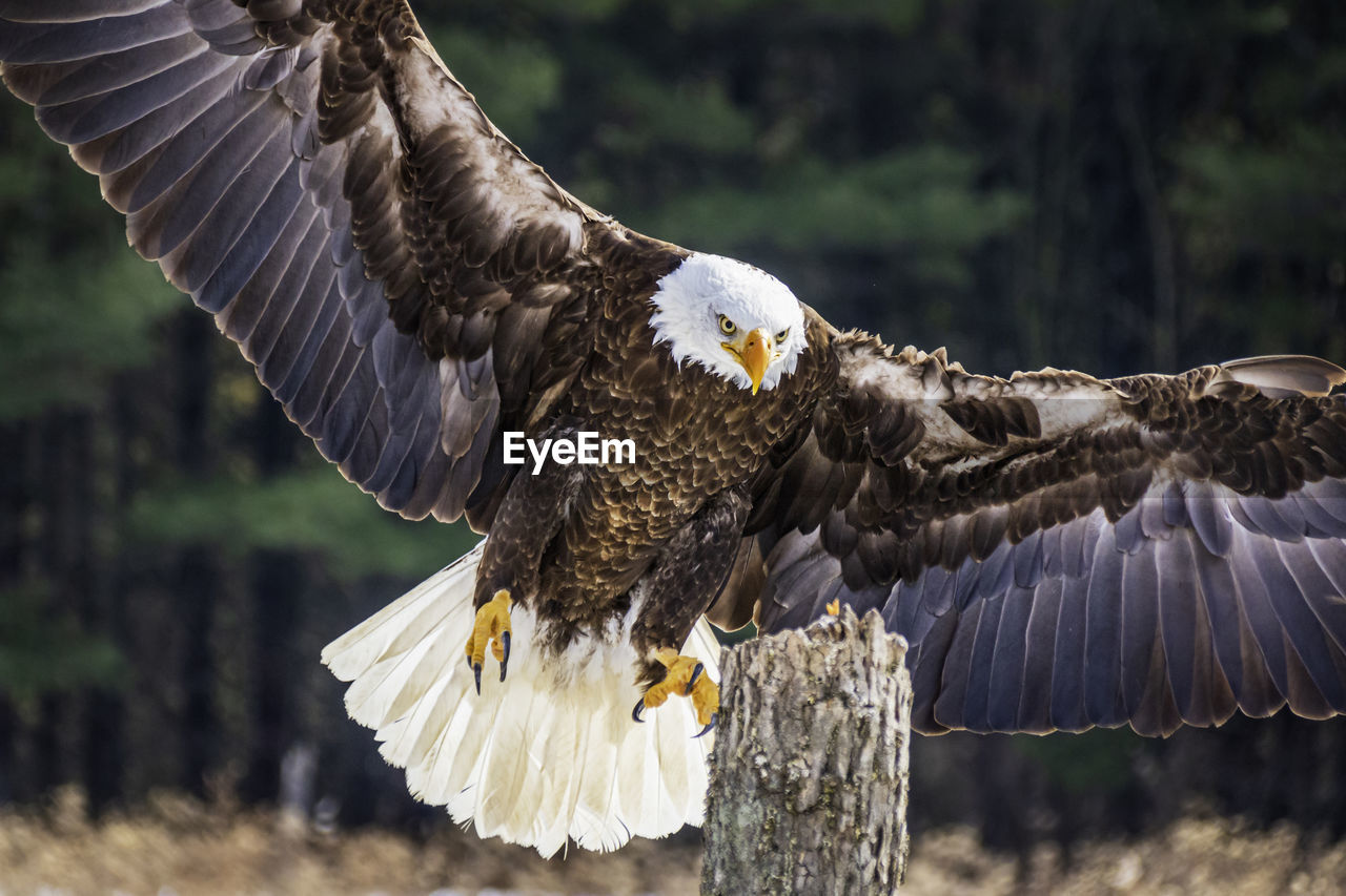 Huge and powerful bald eagle landing on a post