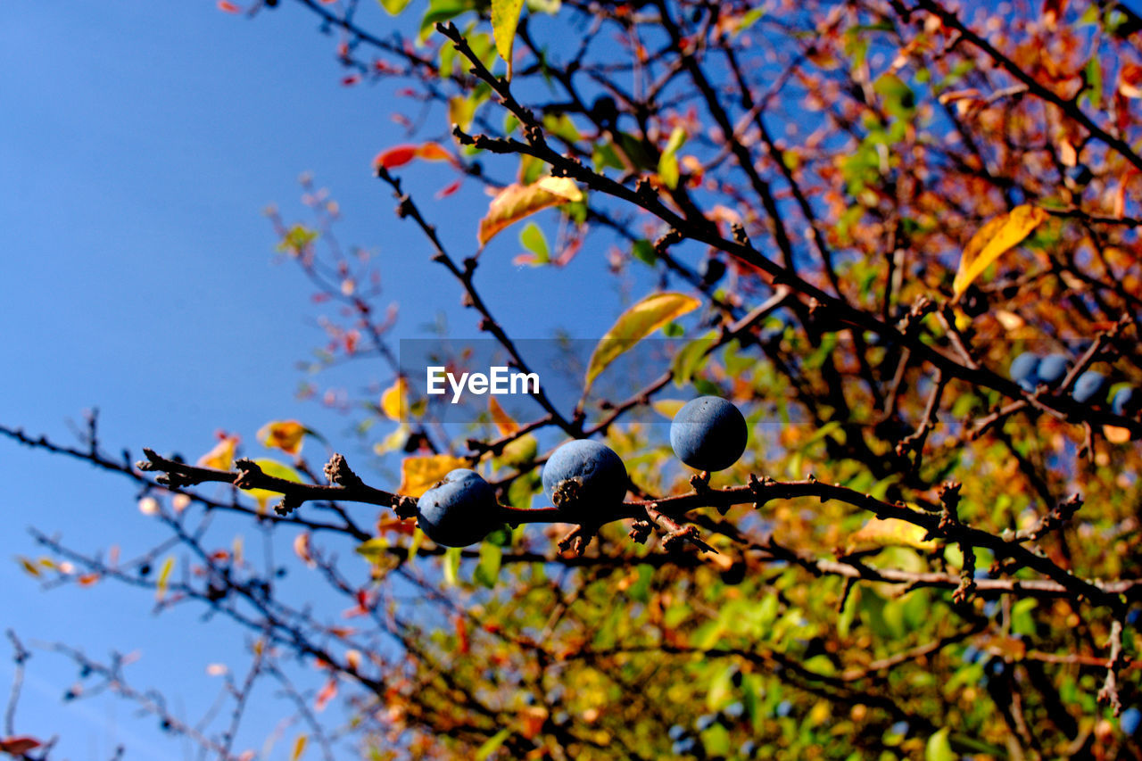 Low angle view of fruits growing on tree against sky