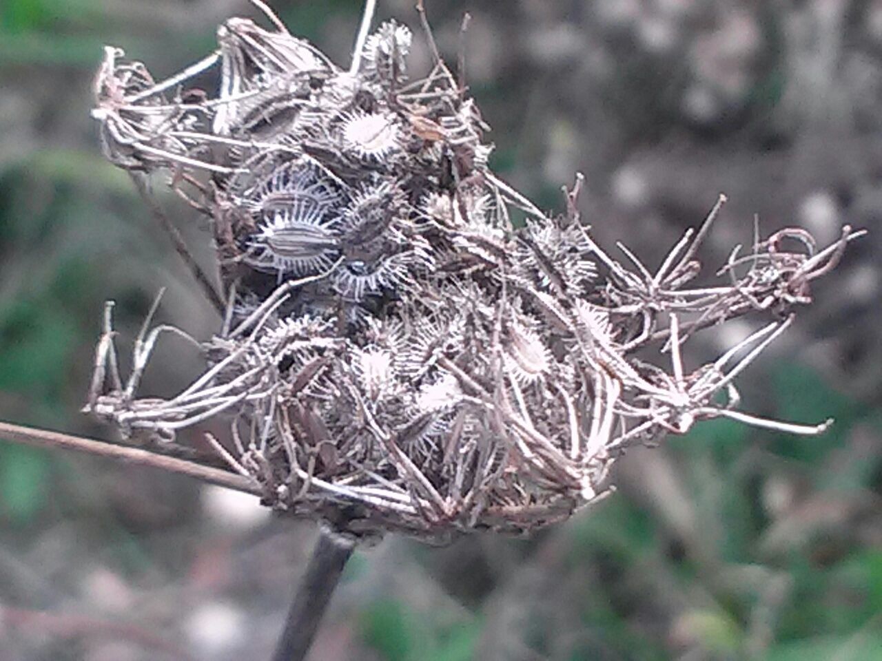 CLOSE-UP OF PLANTS