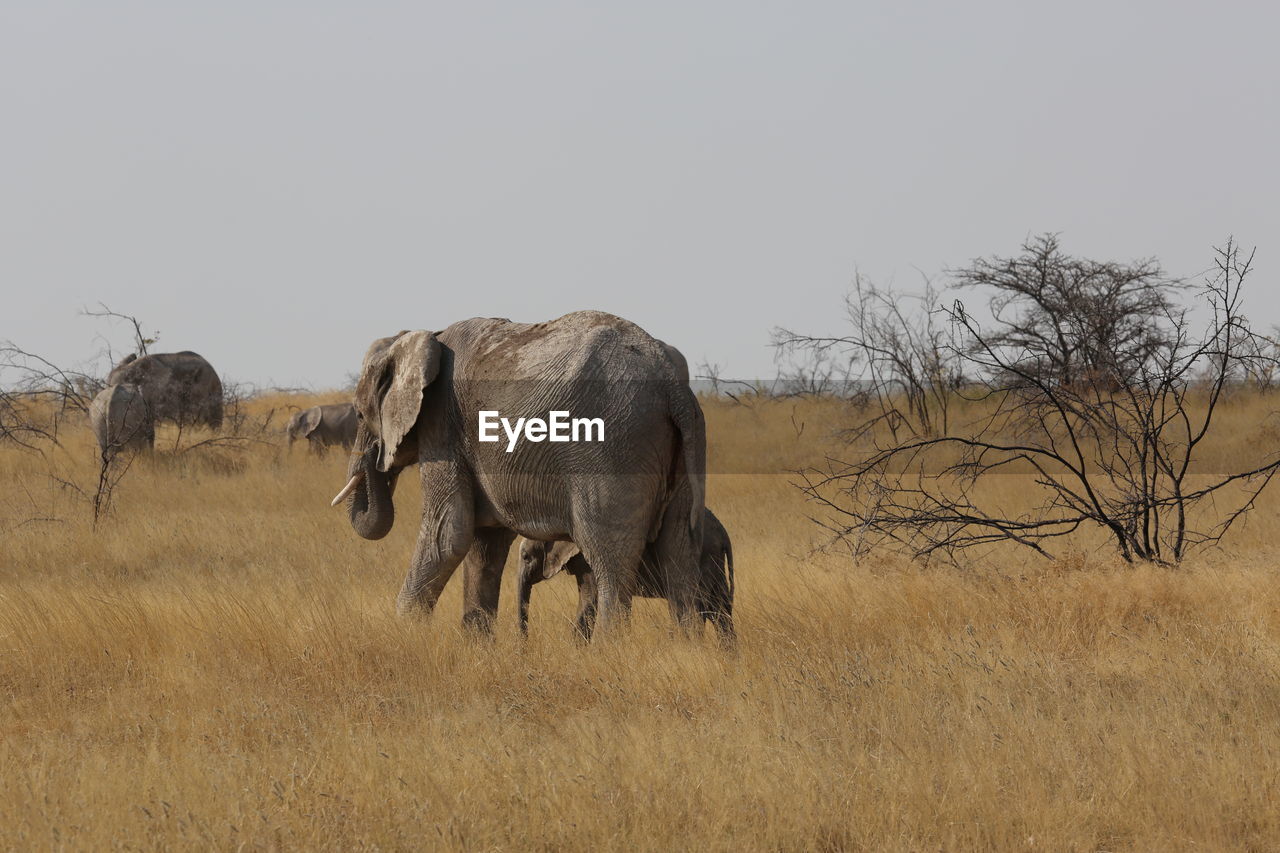 Elephants walking on field against clear sky