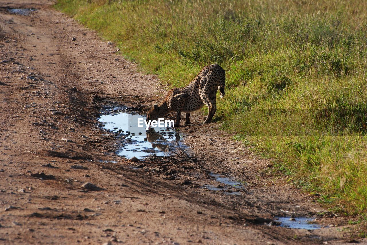 DOG IN WATER AT PARK