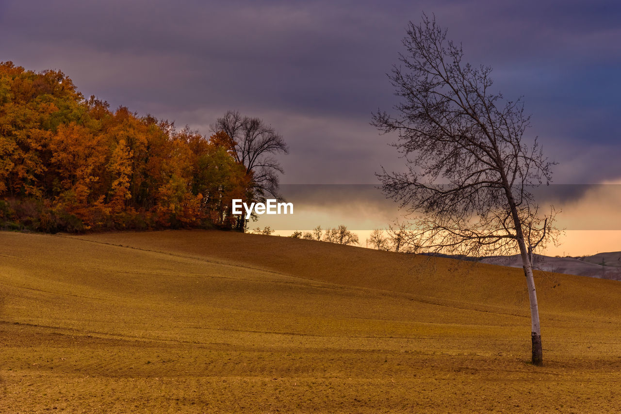 Bare trees on field against sky at sunset