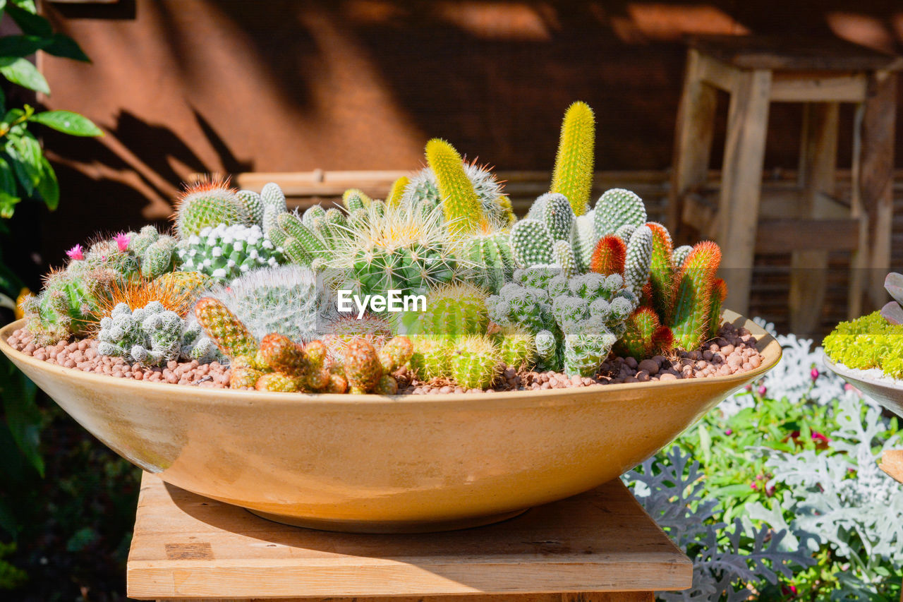 Group of cactus growth in ceramic flower pot decoration in garden.