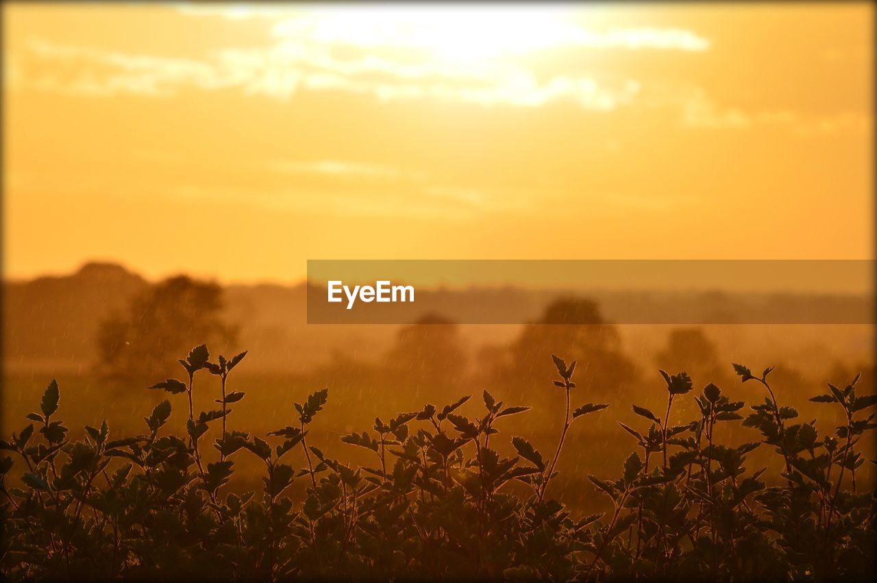 Silhouette plants growing on field against orange sky