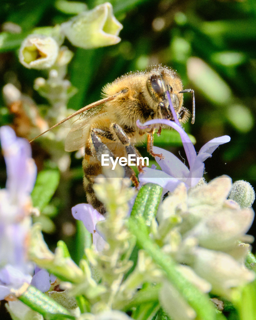 Close-up of bee pollinating on flower