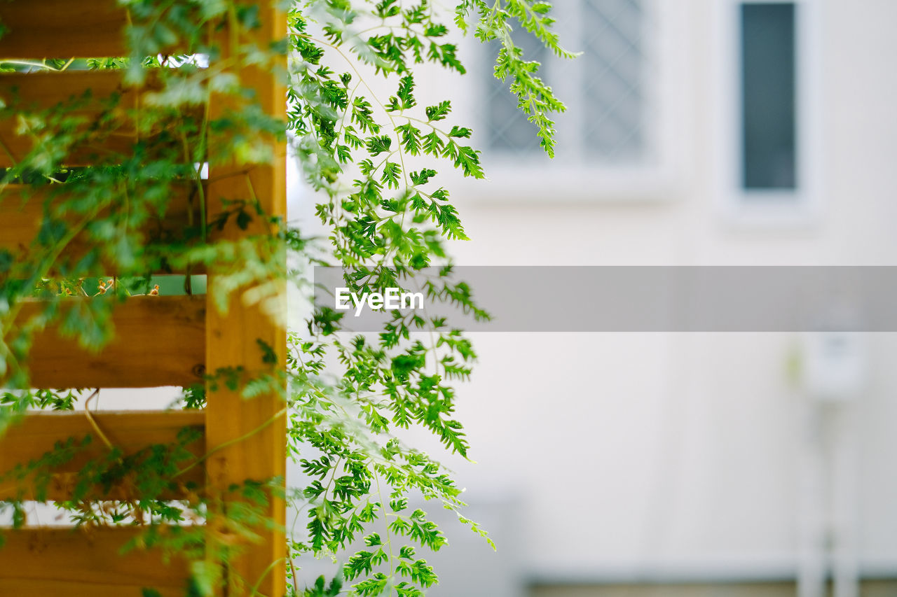 CLOSE-UP OF PLANT AGAINST HOUSE BUILDING