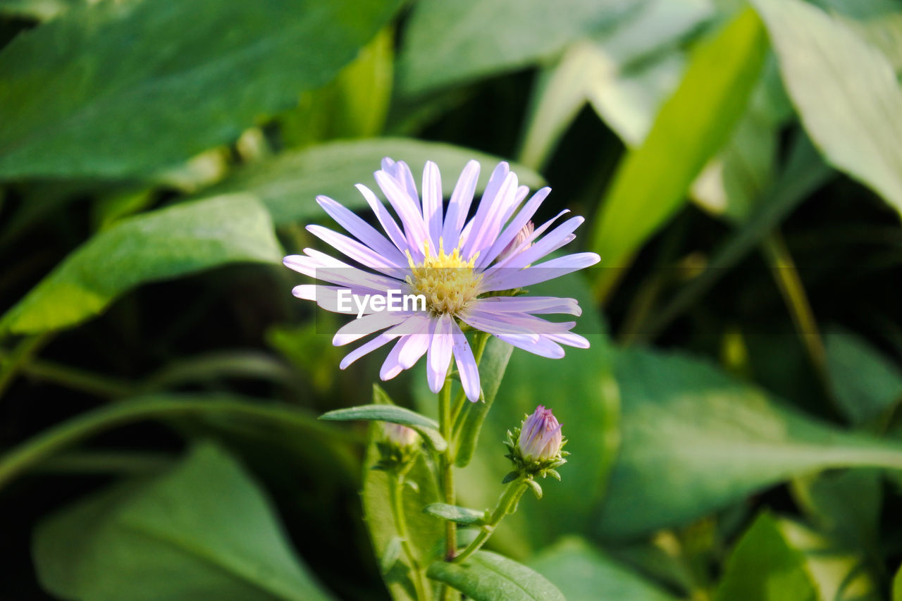 Close-up of purple flowering plant