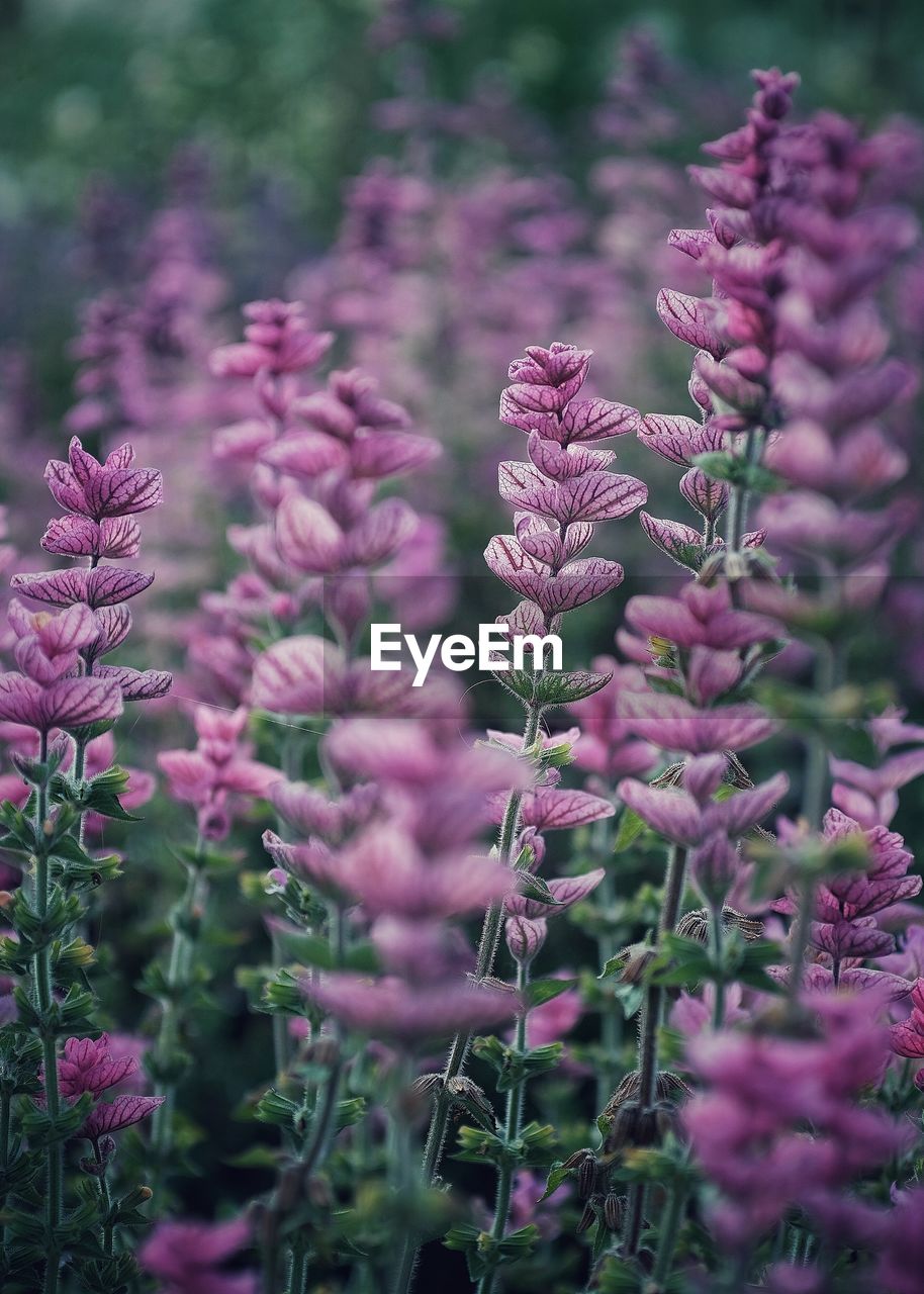 Close-up of pink flowers blooming outdoors