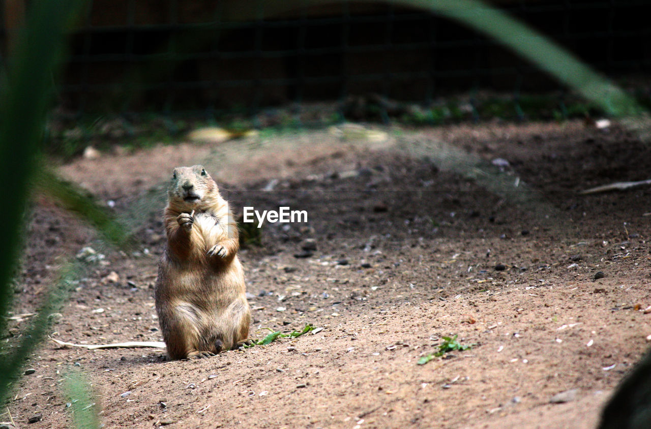 Upright prairie dog