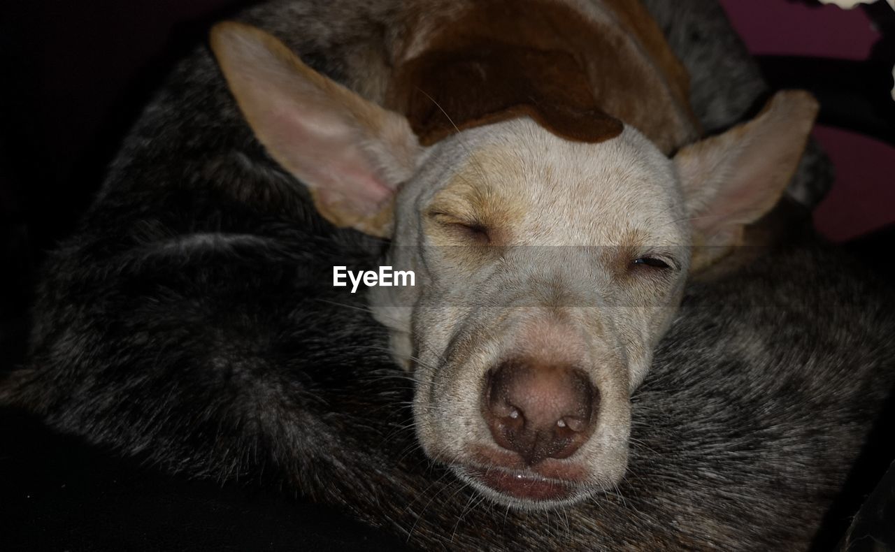 animal themes, mammal, animal, one animal, domestic animals, pet, dog, relaxation, animal body part, indoors, canine, no people, close-up, lying down, portrait, pig, sleeping, animal head, looking at camera, eyes closed, resting