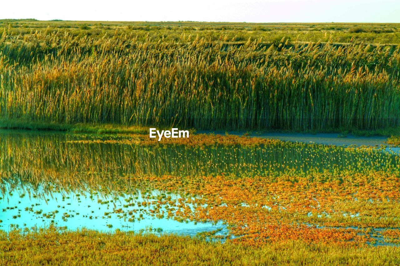 SCENIC VIEW OF LAKE WITH TREES IN BACKGROUND