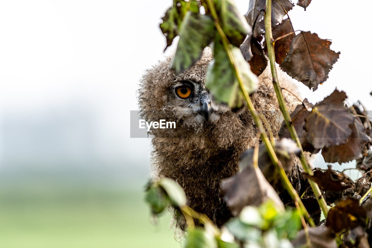 Close-up of young eurasian eagle owl perching behind plant
