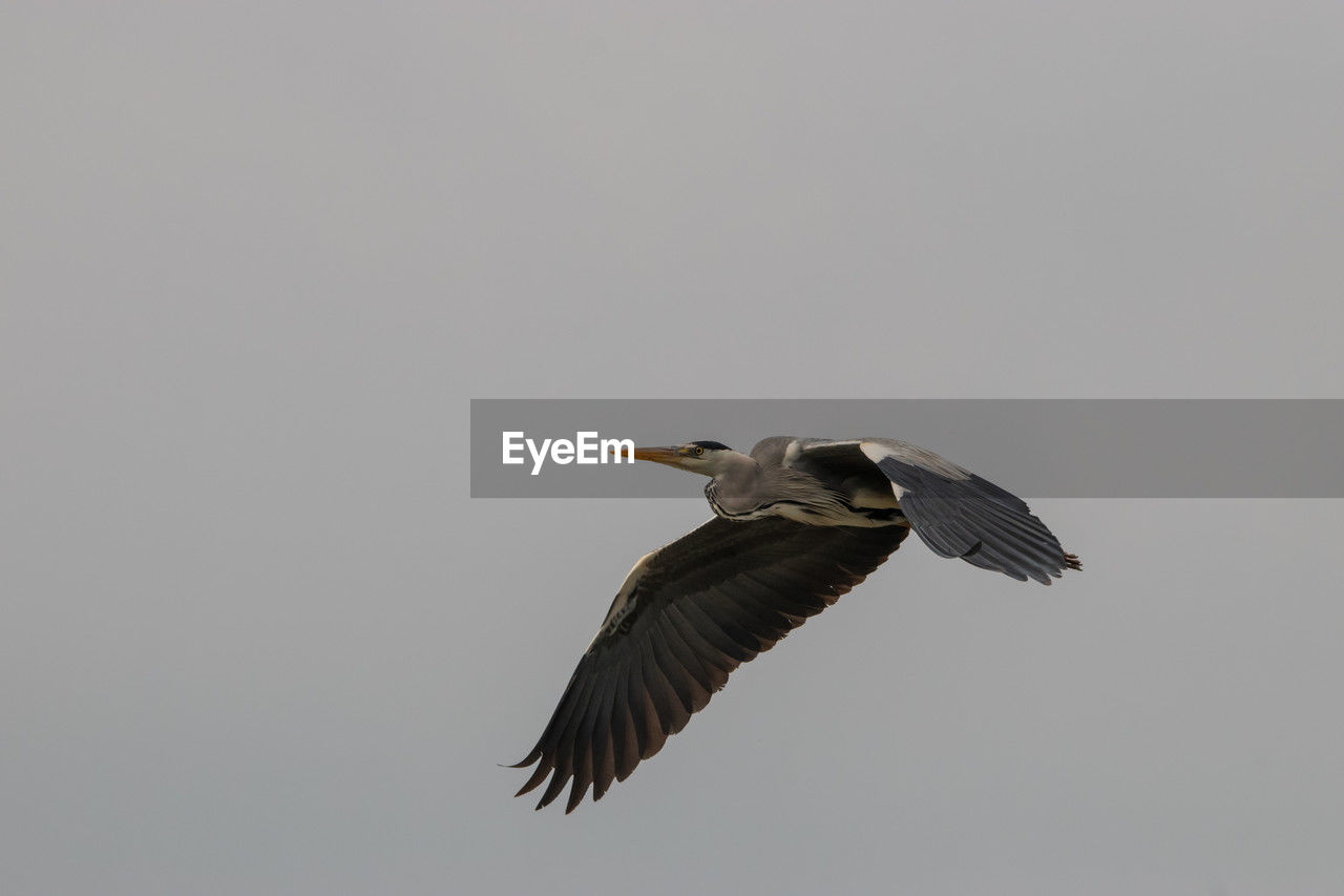 Spotting a heron at the lake of constance in altenrhein in switzerland 28.4.2021