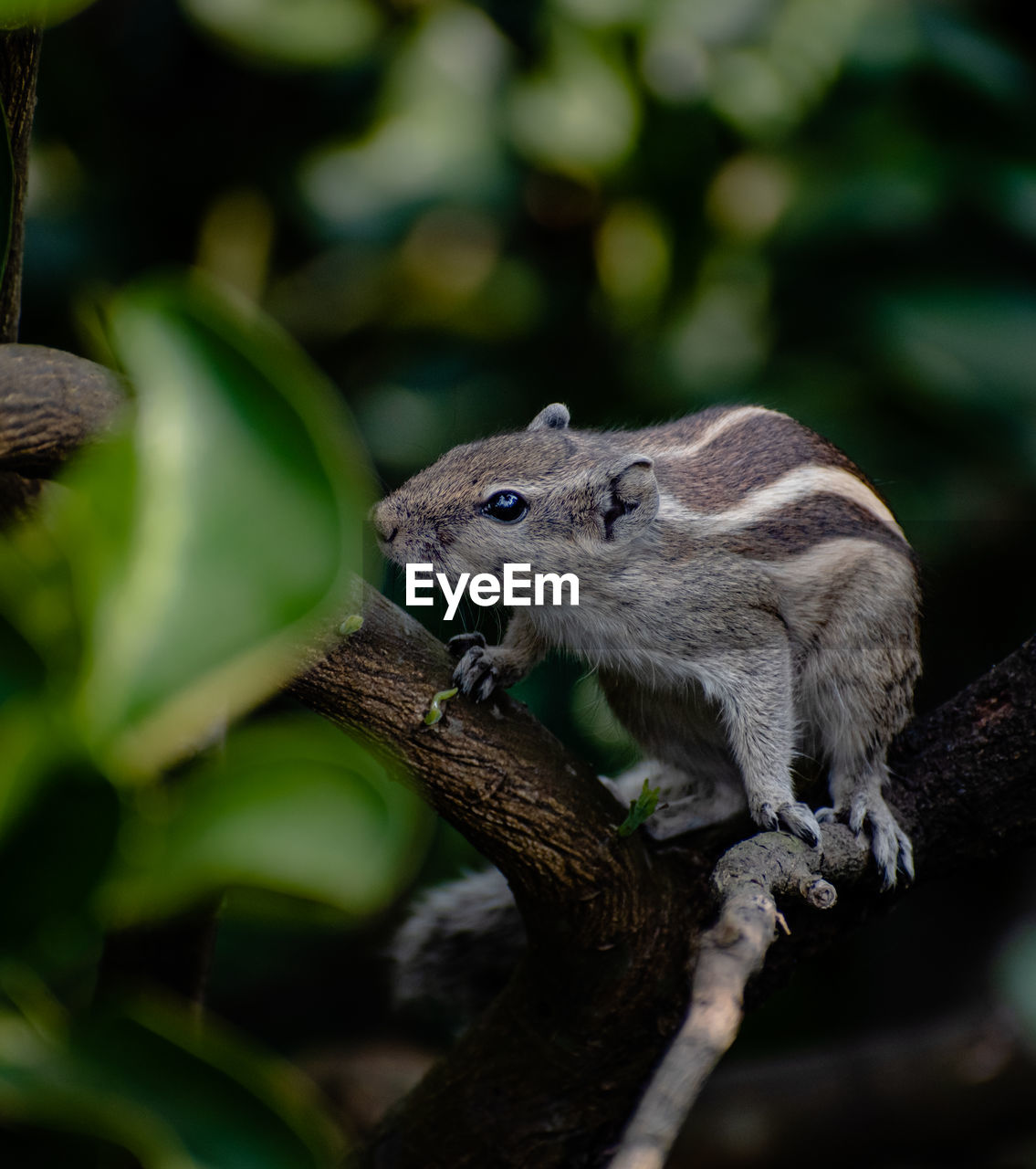 animal, animal themes, animal wildlife, nature, one animal, squirrel, wildlife, tree, mammal, branch, green, rodent, plant, chipmunk, no people, close-up, forest, cute, outdoors, portrait, land