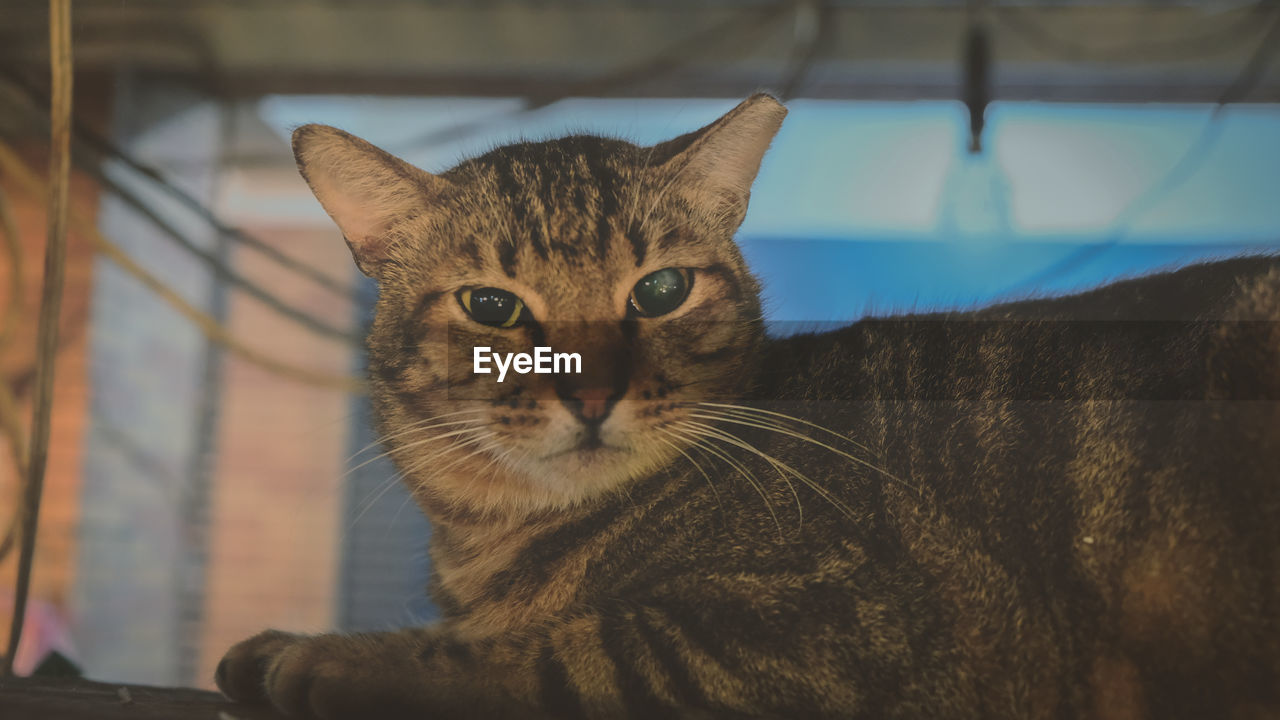 CLOSE-UP PORTRAIT OF TABBY CAT