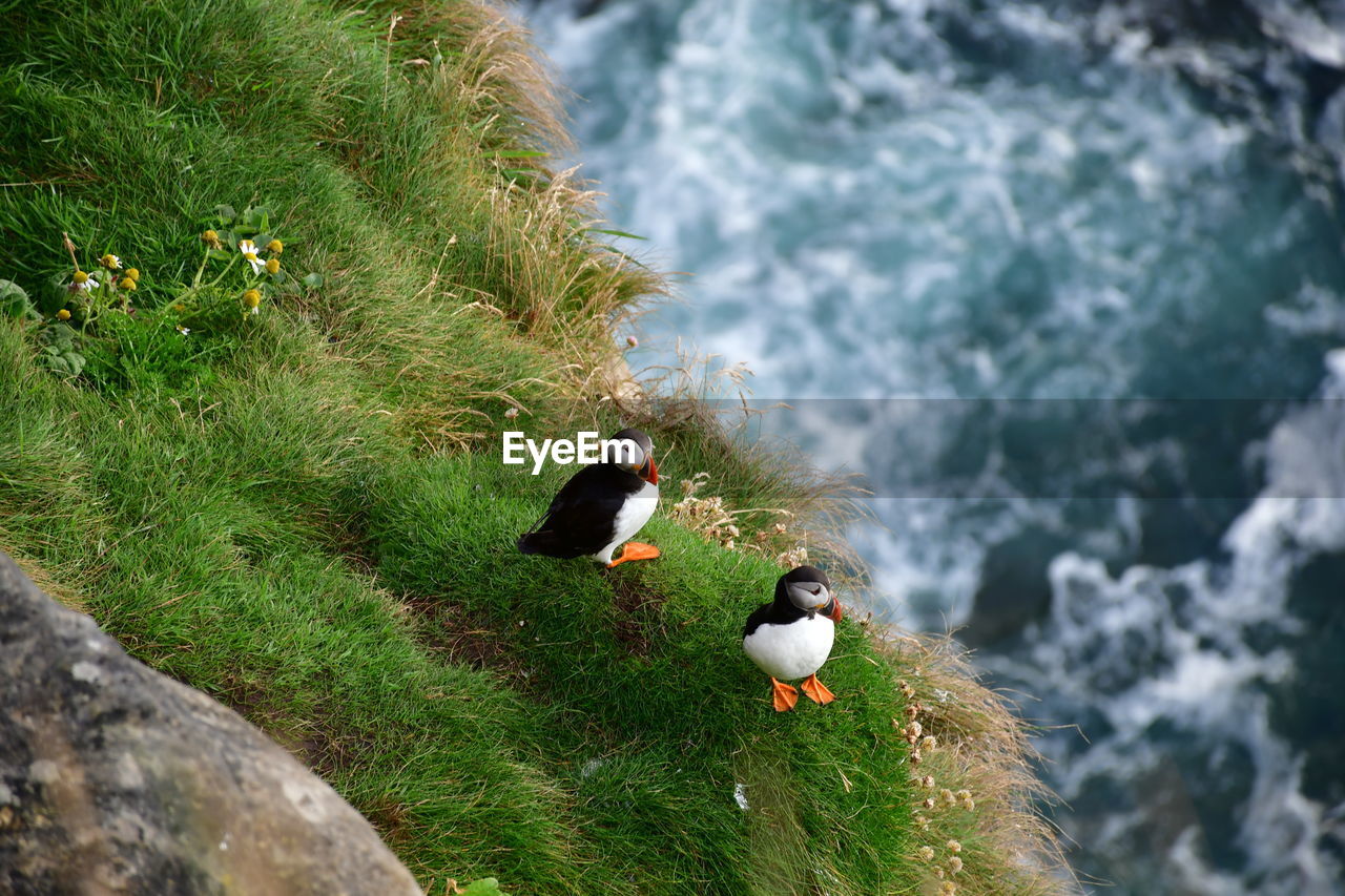 High angle view of puffins on grassy cliff