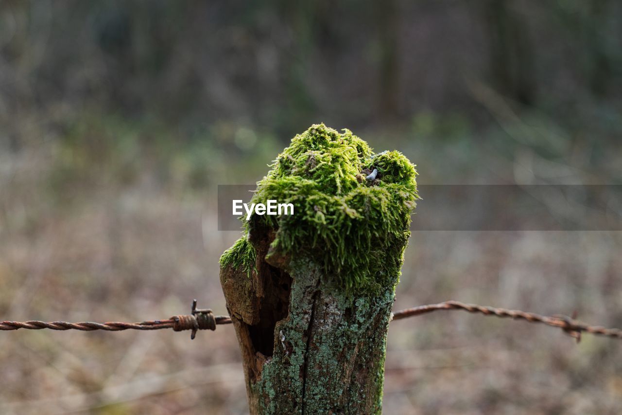 Close-up of moss growing on wooden post